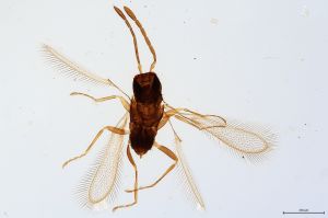 Th53-0 gauthieri.jpg