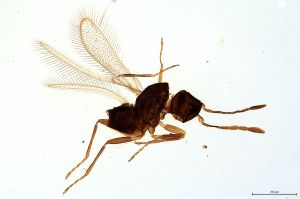 Th54-0 gauthieri.jpg