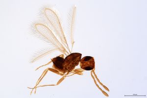 Th57-0 gauthieri.jpg