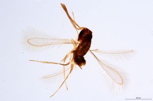 Th67-0 gauthieri.jpg