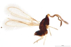 Th1022 -0 gauthieri.jpg