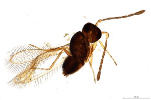 Th628-0 gauthieri.jpg