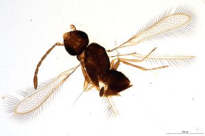 Th634-0 gauthieri Ptype.jpg