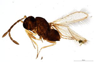 Th635-0 gauthieri.jpg