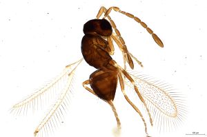 Th636-0 gauthieri.jpg