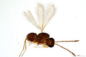 Th637-0 gauthieri.jpg