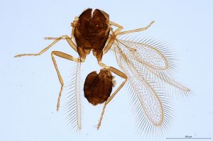 Th642-0 gauthieri.jpg