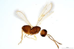 Th643-0 gauthieri.jpg