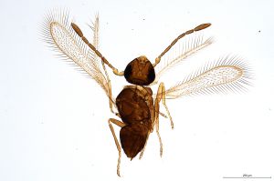 Th644-0 gauthieri.jpg