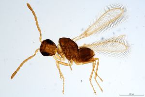 Th645-0 gauthieri.jpg