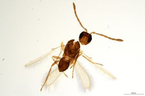 Th755-0 gauthieri.jpg