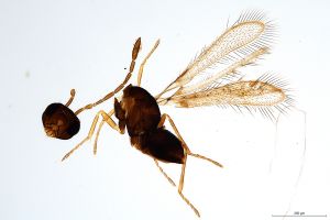 Th760-0 gauthieri.jpg