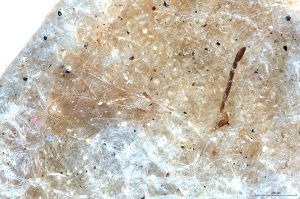 Th3336-0 gauthieri.jpg