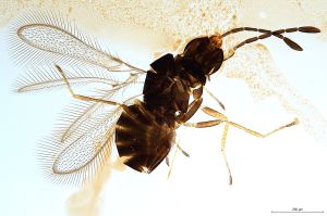 Th1511-0 gauthieri.jpg