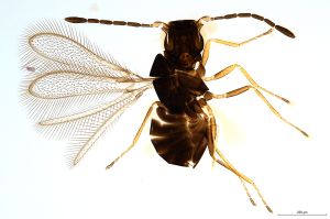 Th1512-0 gauthieri.jpg