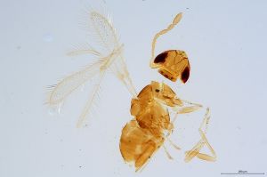 Th1567-0 gauthieri cf..jpg