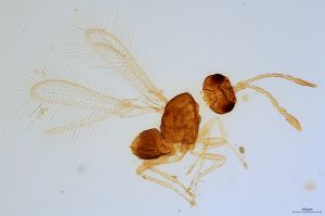 Th1146-0 gauthieri.jpg