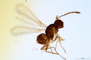 Th2329-0 gauthieri.jpg