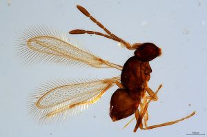 Th2336-0 gauthieri.jpg