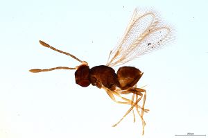 Th2337-0 gauthieri.jpg