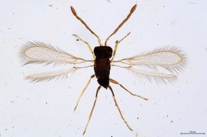 Th2992-I-0 gauthieri-medius.jpg