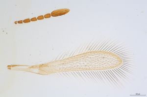 Th112-0 globosicornis.jpg