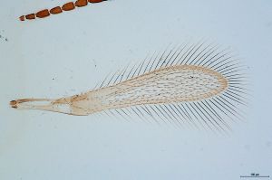 Th112-0-0 globosicornis.png