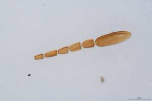 Th117-0 globosicornis.jpg