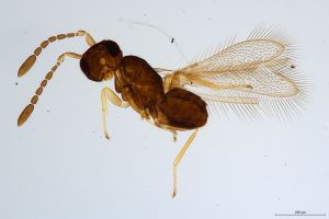 Th773-0 globosicornis.jpg