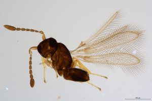 Th774-0 globosicornis.jpg