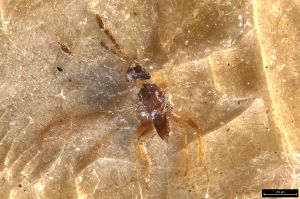 Th3333-0 globosicornis.jpg