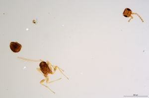 Th3893-0 globosicornis.jpg