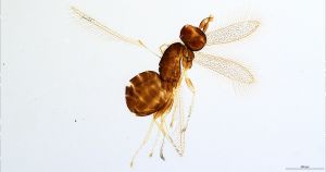 Th1556-0 globosicornis.jpg