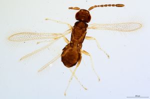 Th1557-0 globosicornis.jpg