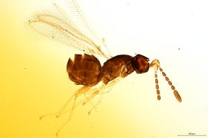 Th1560-0 globosicornis.png