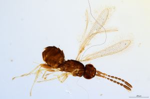 Th1561-0 globosicornis.png