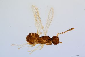 Th1562-0 globosicornis.png