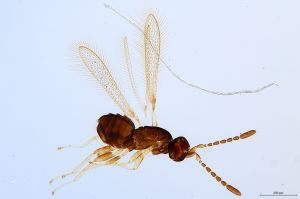 Th1563-0 globosicornis.png