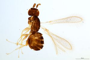 Th1565-0 globosicorni.png