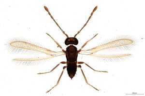 Th329-0 linearis.jpg