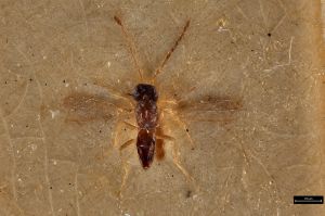 Th3325-0 linearis.jpg