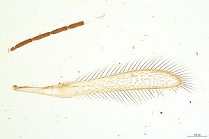 Th2277-0 lineipennis.jpg