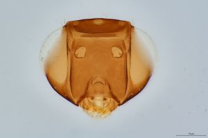 Th237-0 lineipennis.jpg