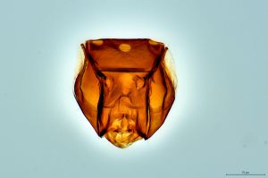 Th3281-0 lineipennis.jpg