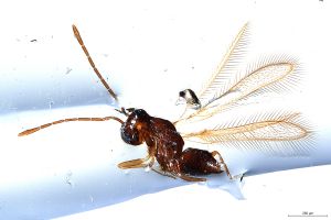 Th376-0 lineipennis.jpg