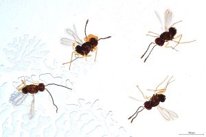 Th388-0 lineipennis.jpg