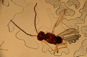 Th388-IV lineipennis male.jpg