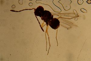 Th398-I lineipennis.jpg