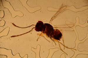 Th398-II lineipennis.jpg