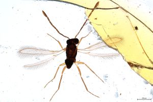 Th1607- V-0 lineipennis.jpg